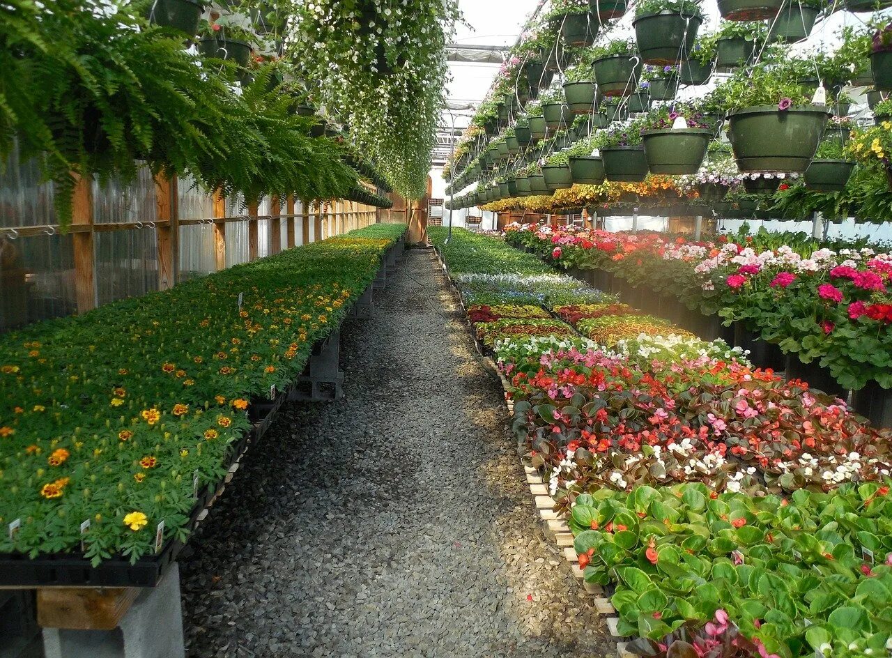 Питомник ботаника. Розарий сад оранжерея. Цветы Эквадор Greenhouses. Тепличный комплекс Гарден Бахчисарай. Цветочная теплица.