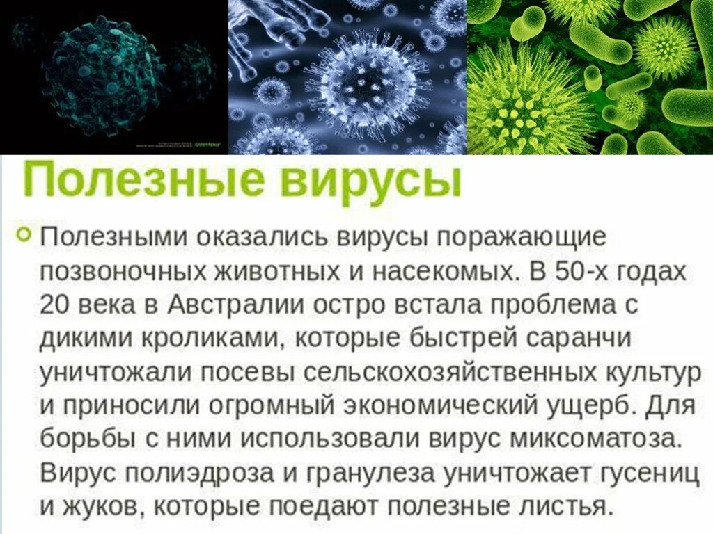 Биология тема вирусы. Сообщение о вирусах. Презентация на тему вирусы. Презентация на тему вирусы по биологии.