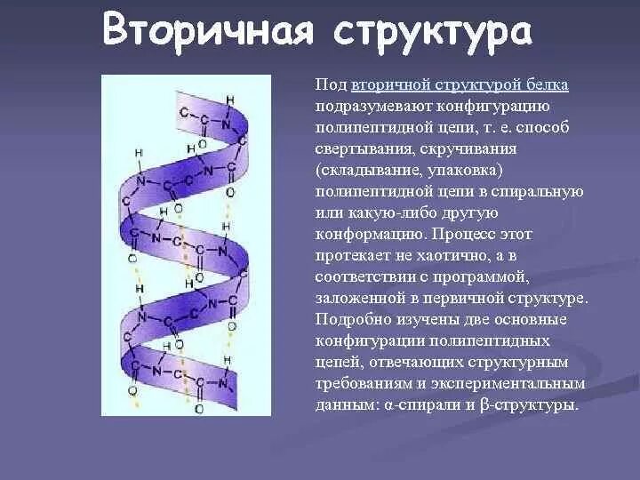 Альфа и бета спираль вторичной структуры белка. Водородные связи в 2 структуре белка. Спиралевидная структура белка. Вторичная структура белка гармошка. Вторичная структура белка форма