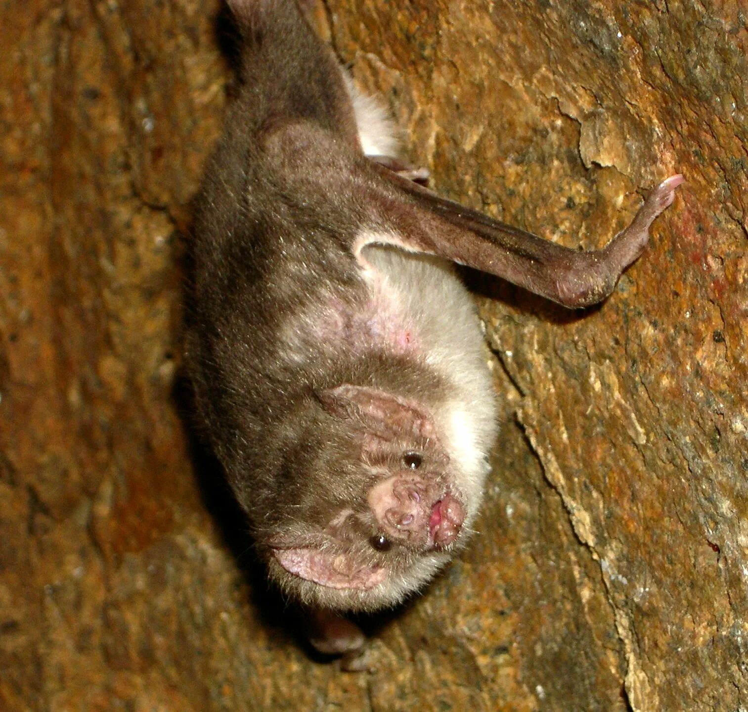 Мыши пьют кровь. Обыкновенный вампир летучая мышь. Мохноногий вампир летучая мышь. Белокрылый вампир летучая мышь.