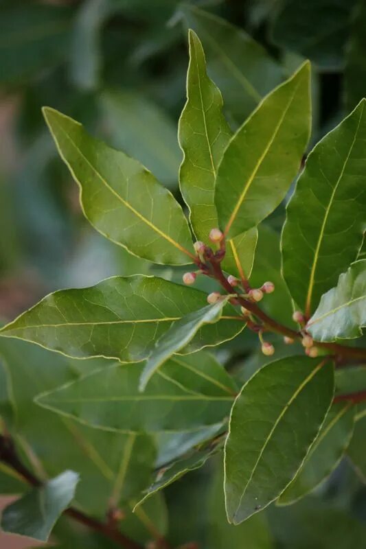 Как называется лавровый лист. Laurus nobilis. лаврушка растение. лавровый лист растение.