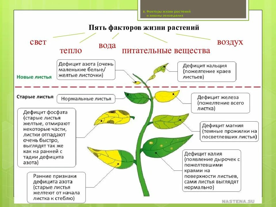 Жизнь растений том 3. Факторы жизни растений. Регулирование факторов жизни растений. Основные факторы жизни растений. Перечислить факторы жизни растений.