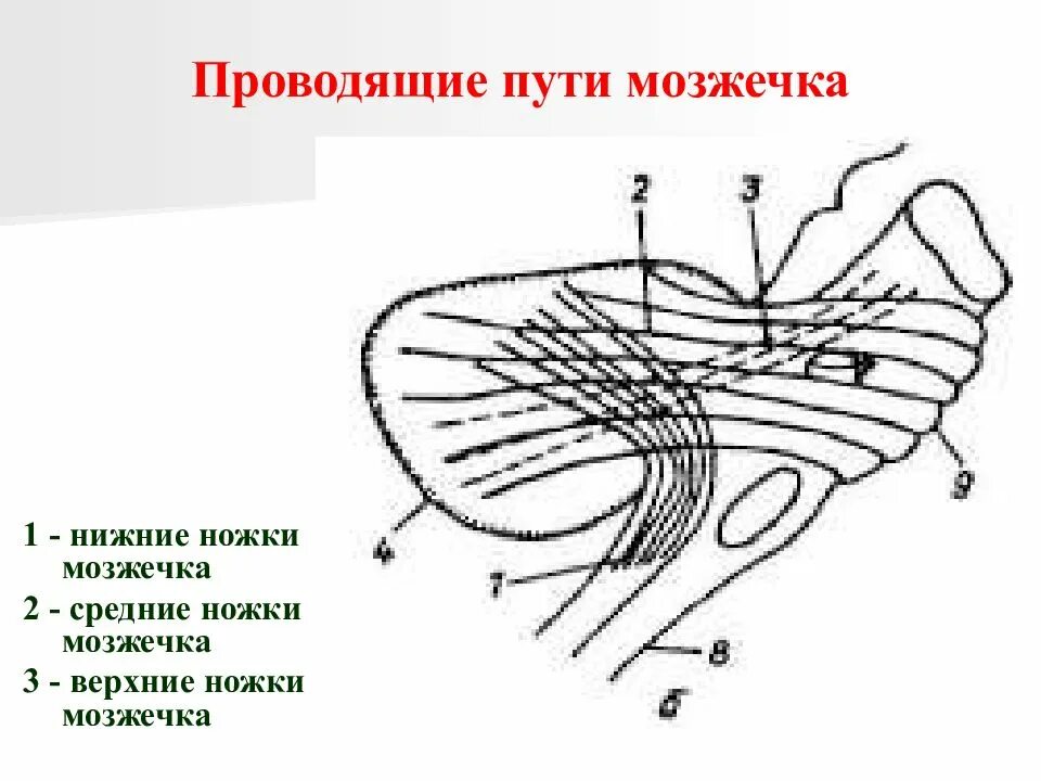 Средние ножки мозжечка. Проводящие пути нижних ножек мозжечка. Ножки мозжечка тракты анатомия схема. Ножки мозжечка, их волоконный состав.. Волоконный состав ножек мозжечка.