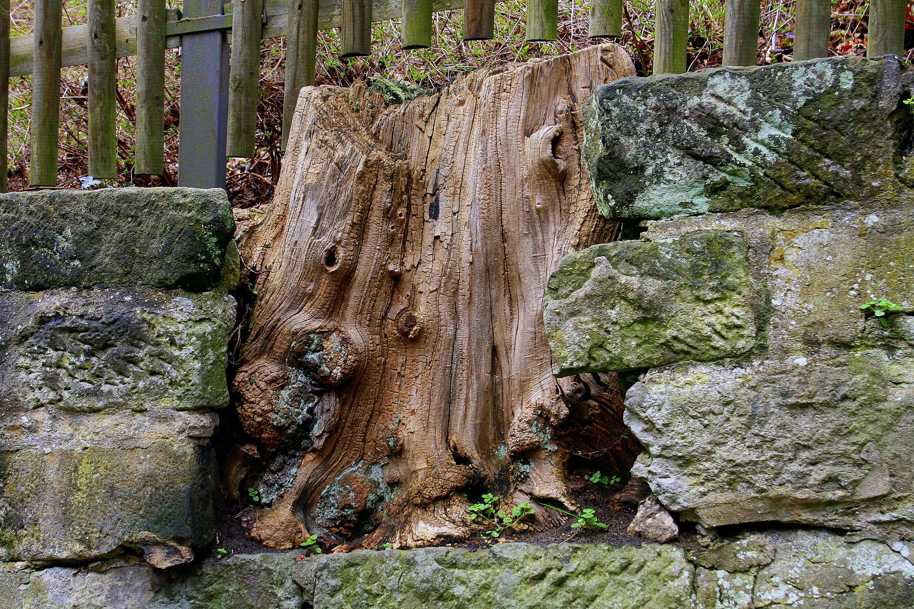 Камень дерева. Каменное дерево забор. Старый забор из камня. Каменный забор в лесу. Изгородь камень и дерево.