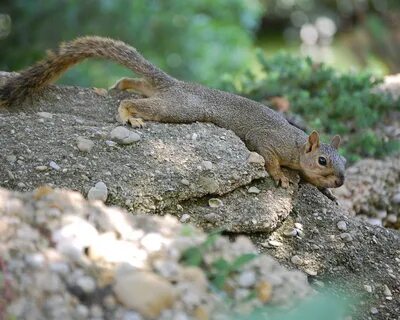 File size: 1.2Mb, squirrel on a stone in the forest picture with tags: squi...