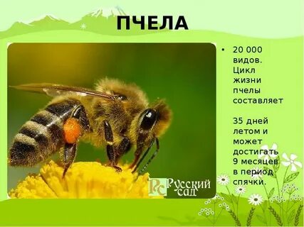 Запиши в виде предложений пчела