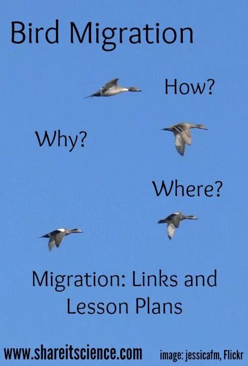 Causes of bird migration. Bird migration. migrating birds. birds migration for kids. миграция птиц на английском.