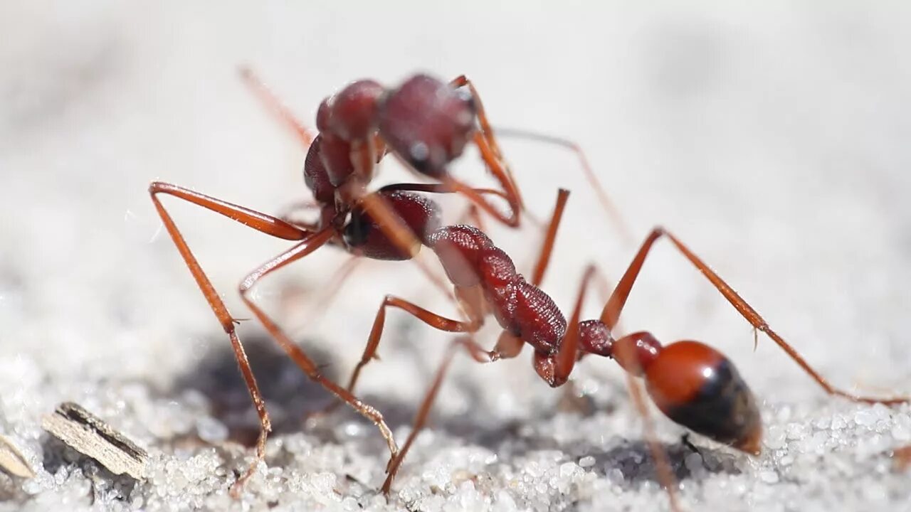 Ant видео
