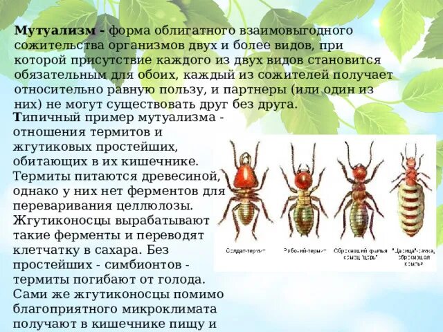 Сожительство двух организмов полезное обоим. Симбиоз термитов и жгутиковых простейших. Форма сожительства двух организмов. Мутуализм примеры.