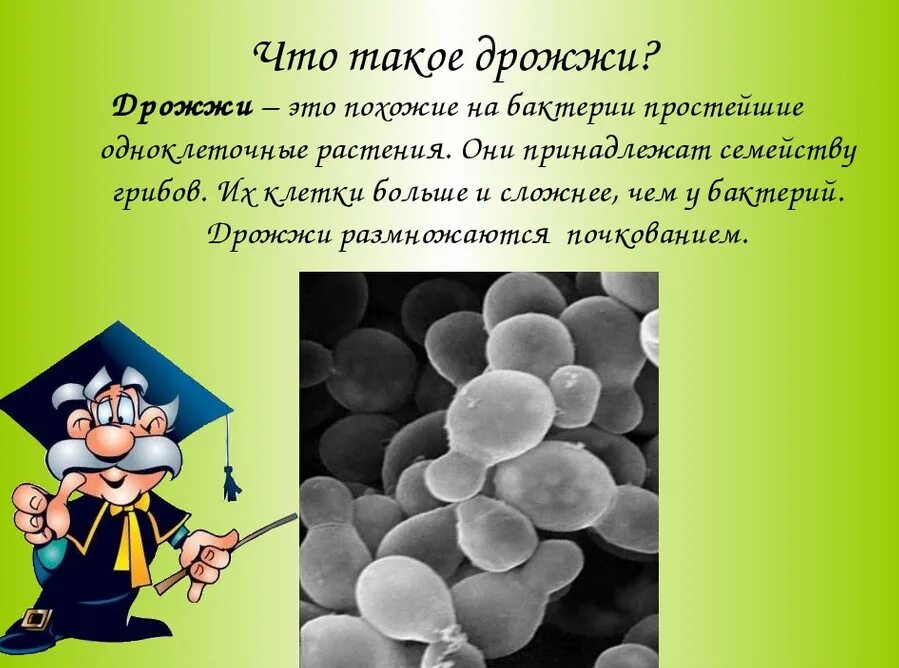 Одноклеточные дрожжевые грибы. Дрожжи. Дрожжи это грибы или бактерии. Дрожжи презентация. Дрожжи живут там где есть сахаристые