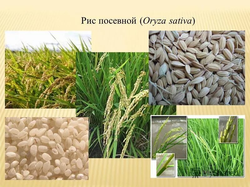 Систематика риса. Высокоурожайные сорта риса. Классификация риса от способа обработки. Классификация рисовой крупы. Систематика риса.