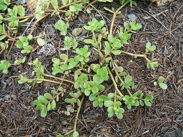 Elytrigia repens (Common Couch) - 1 - plant Photographed 1. Flickr
