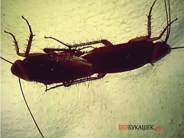 Какие тараканы размножаются. Тараканы совокупляются. размножение тараканов.