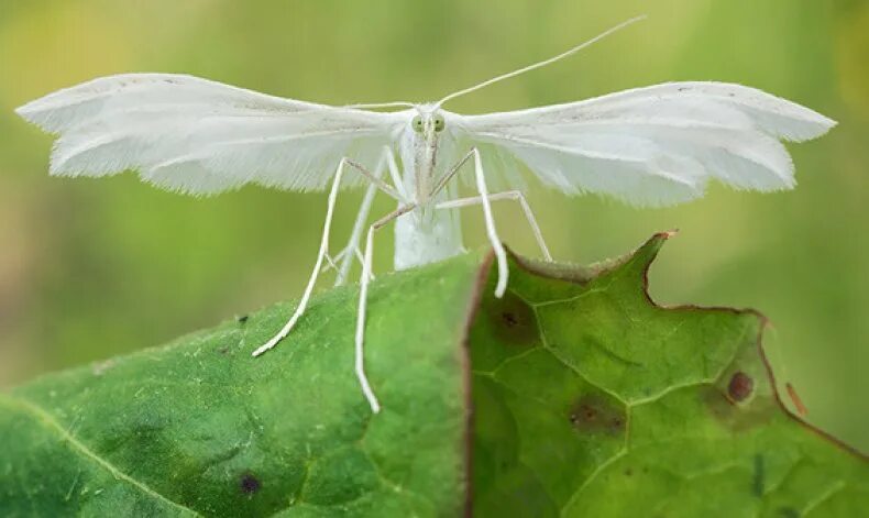 Белый мотылек. Белые летающие насекомые. Кленовая белокрылка. Белые летающие насекомые. Равнокрылые насекомые белокрылки.