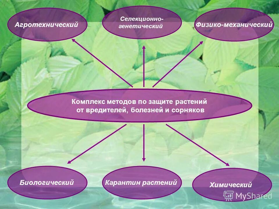 Методы охраны растений. Способы защиты растений. Методы защиты растений от вредителей и болезней. Медотв защиты растений. Биологические методы защиты растений.