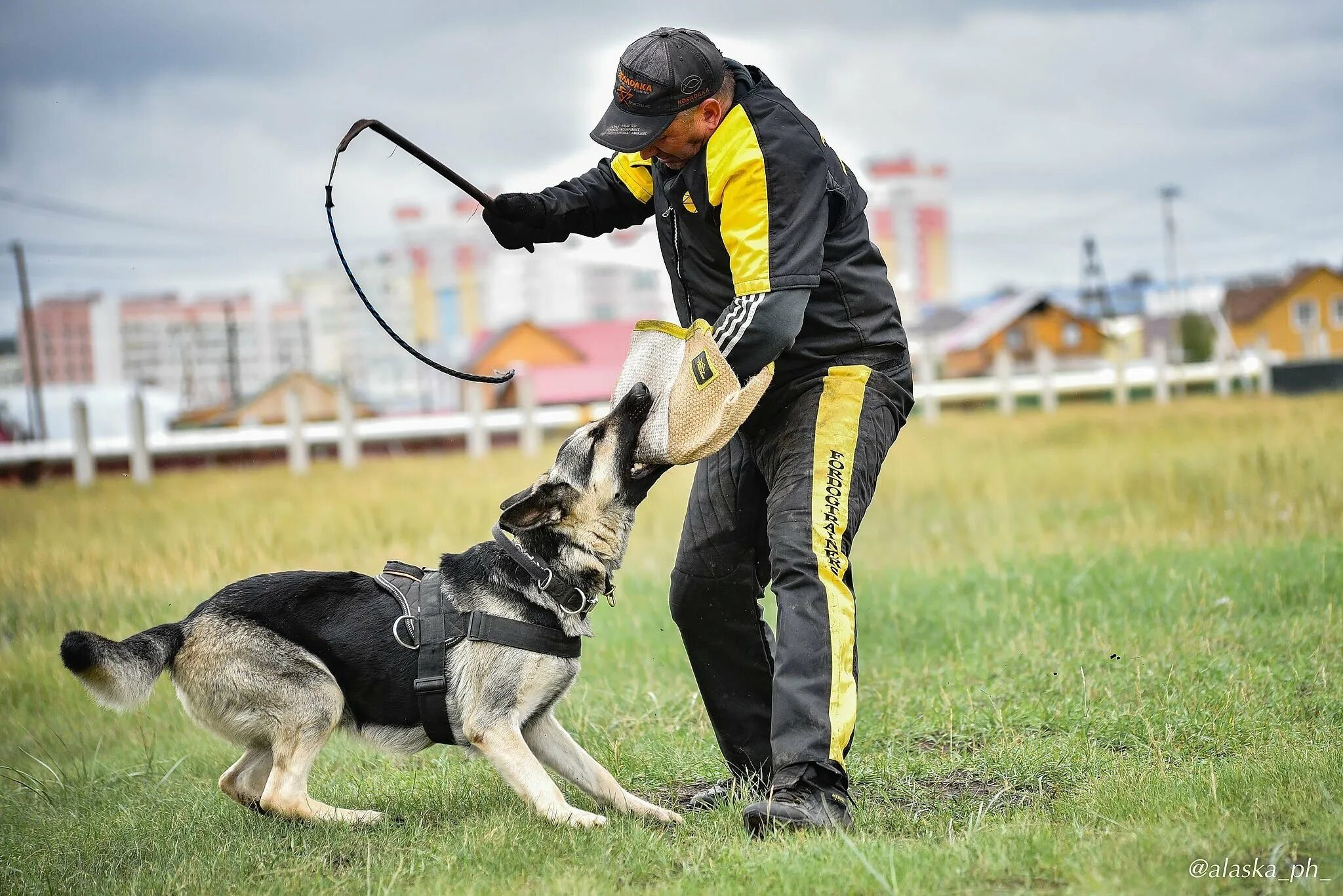 Немецкая овчарка и фигурант. Мод дрессировка собак. Кинолог дрессировщик. Иван балабанов дрессировка. Мод дрессировка собак.