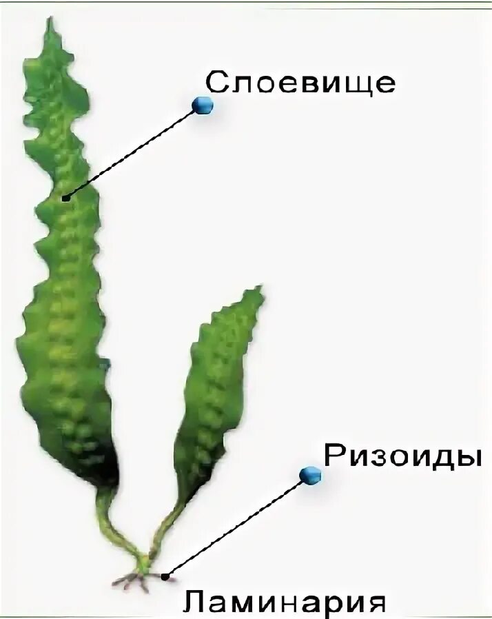 Ризоид бурых водорослей. Строение слоевища водорослей. Строение слоевища бурых водорослей. Слоевище и ризоиды водорослей. Строение водоросли ламинарии.