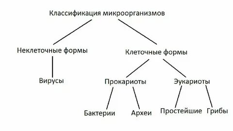 Эукариоты систематика растений