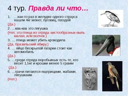 Относить и птиц
