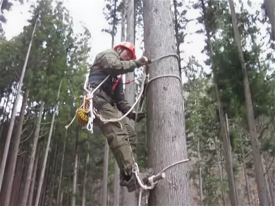 Взбирается по березке. Приспособления для подъема на дерево. Приспособления для спила деревьев. Приспособа для лазания по деревьям. Приспособление для залезания на столб.