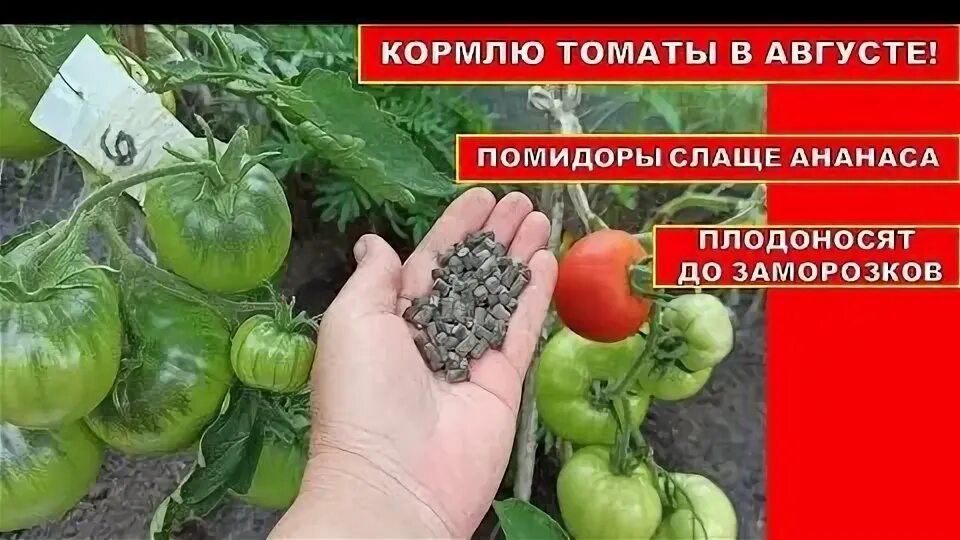 Чтобы томаты были сладкими чем подкормить. Помидоры в августе. подкормка томатов в августе. чем кормить рассады помидоры. чем подкормить помидоры, чтобы были сладкими.