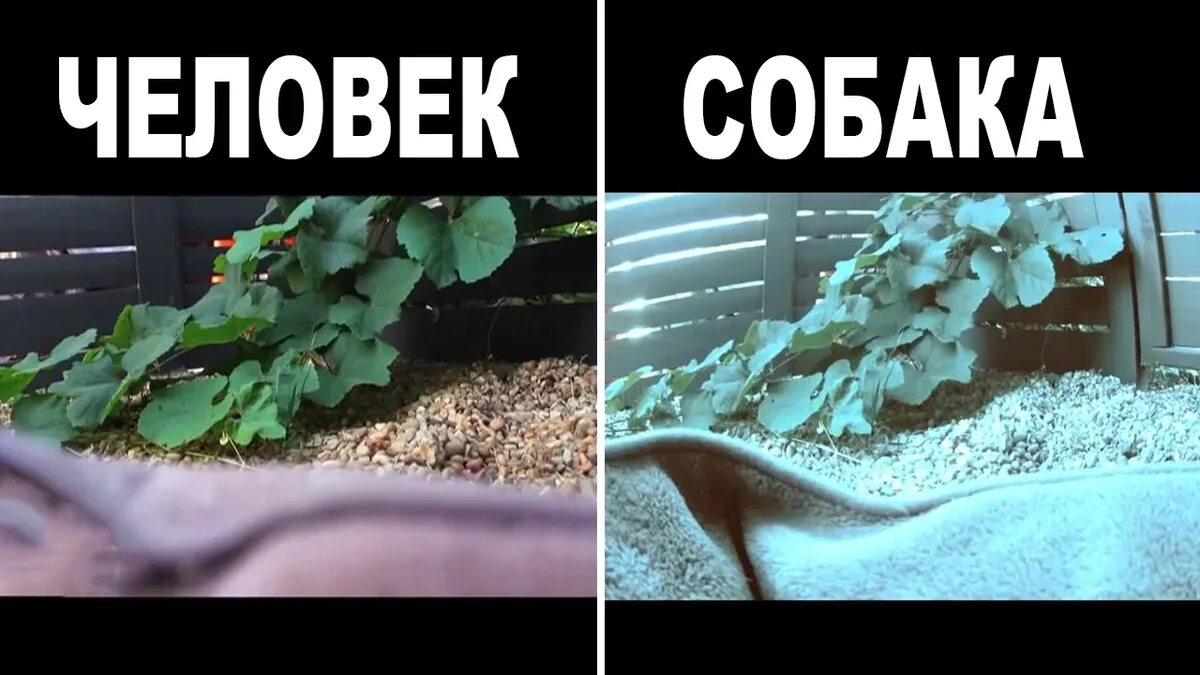 В каком цвете видят мир собаки. Как видят собаки. как видят мир собаки. мир глазами собаки. как видят собаки наш мир.