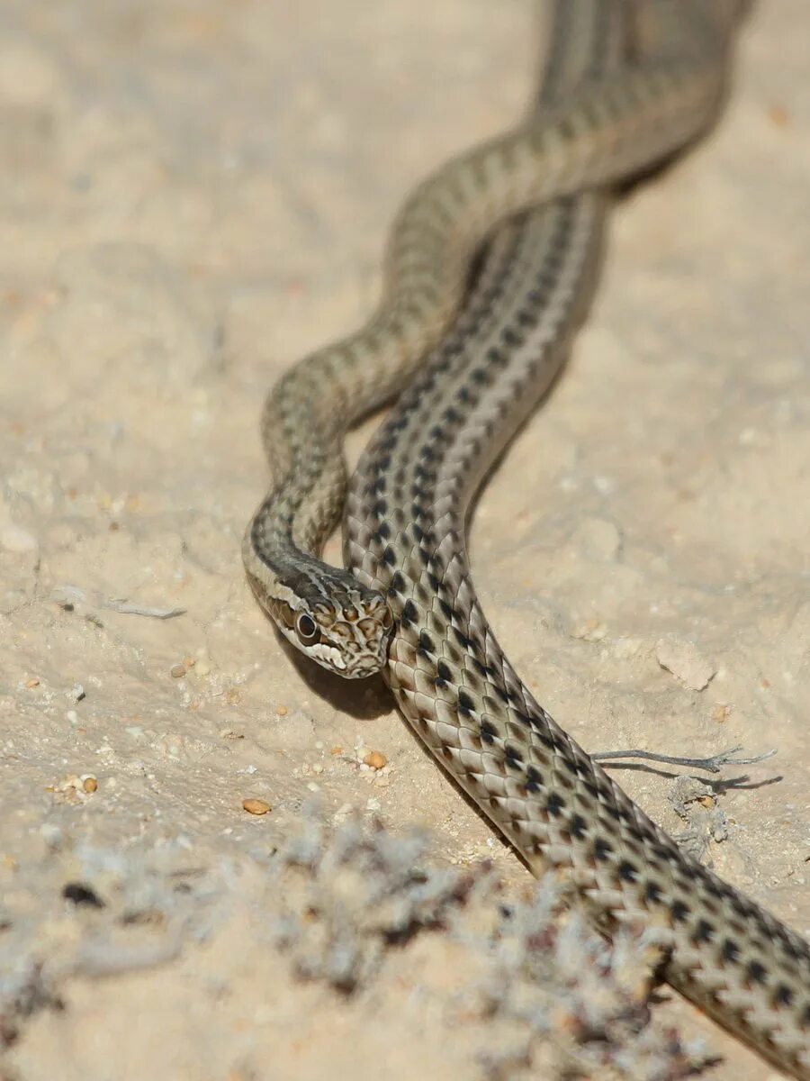 Стрела-змея (Psammophis lineolatus). Чешуелобый полоз. Змея стрела Кавказская. Змея стрела в Казахстане.