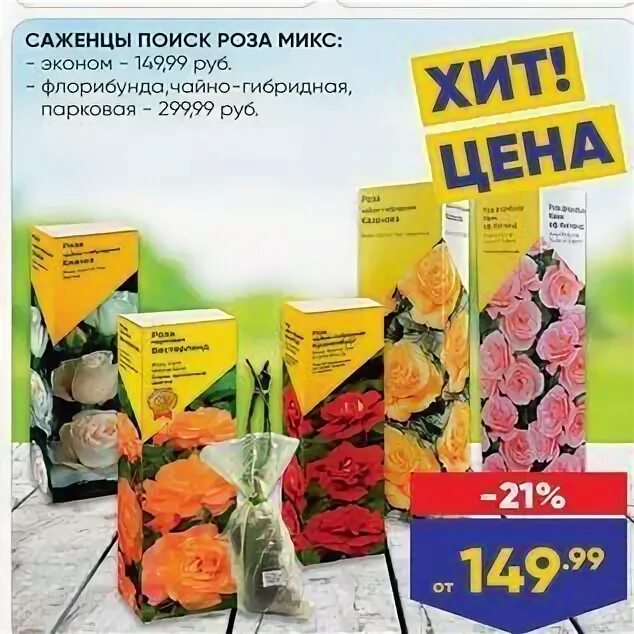 Монетка с розой. Акция саженцы розы. Скидка на розы. Розы почтой от беккер. Саженцы роз в светофоре.