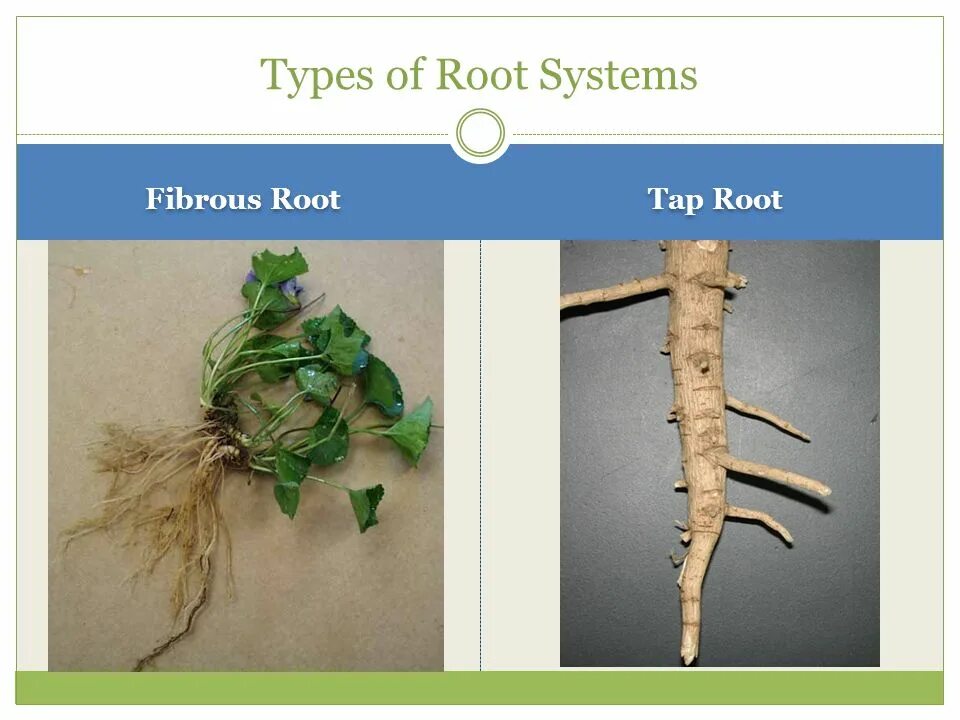 Гинкго корневая система. Types of roots. Fibrous root. Дерево гинкго билоба корневая система.