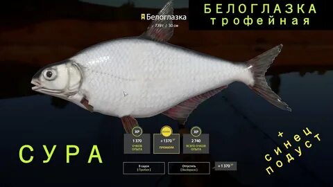 Рр4 сура