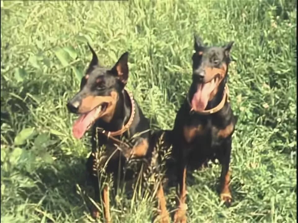 Доберман k9. Видео про доберманов. Сколько сосков у добермана. Видео про доберманов. Видео про доберманов.