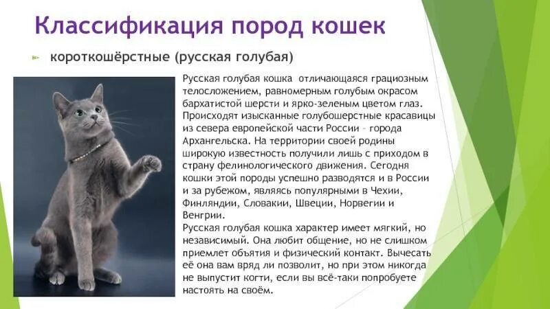 Рассмотрите фотографию кошки породы британская. Британская короткошёрстная кошка и русская голубая. Европейская русская голубая кошка. Основные сведения о русской голубой кошке. Русская голубая кошка характер.