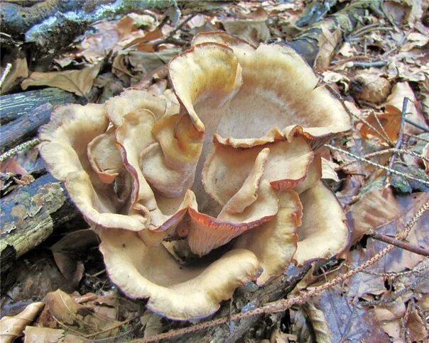Wood Ears and Jellies: Auricularia delicata with its beautiful reticulated under