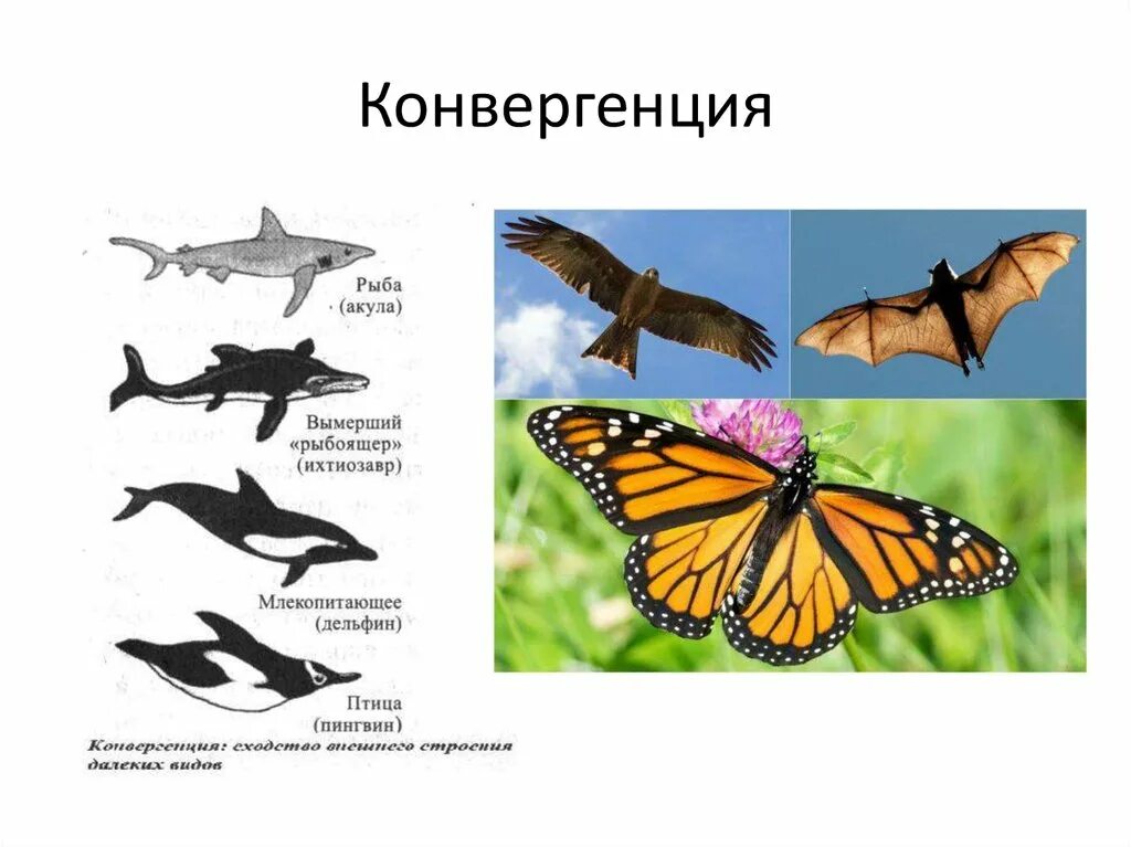 Конвергенция. Примеры конвергенции в биологии. Конвергенция у животных. Конвергенция и дивергенция в биологии. Тип конвергенции