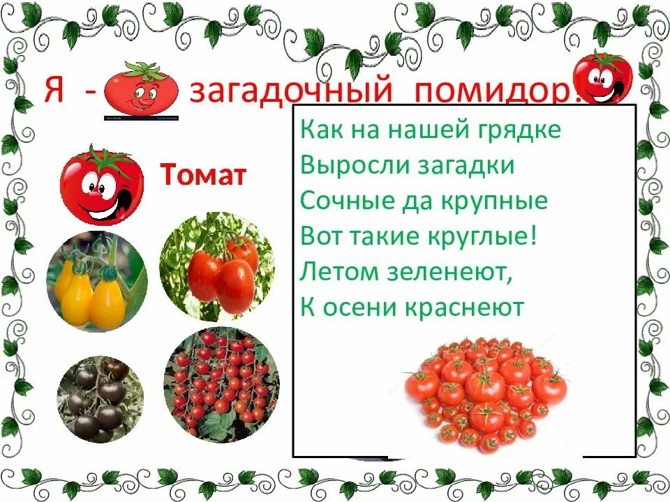 Килограмм помидор или помидоров как правильно. Презентация помидор для дошкольников. как на нашей грядке выросли загадки сочные. как на нашей грядке выросли загадки сочные да крупные. помидоров или помидор как правильно.