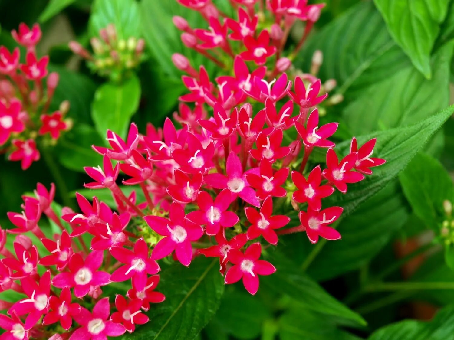 Pentas lanceolata. Пентас ланцетовидный. Пентас ланцетовидный. Пентас баттерфляй. Пентас ланцетовидный.