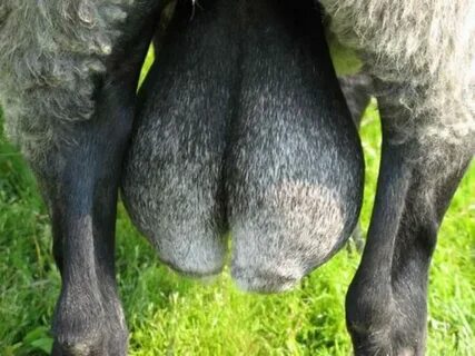 Фото мужских яиц