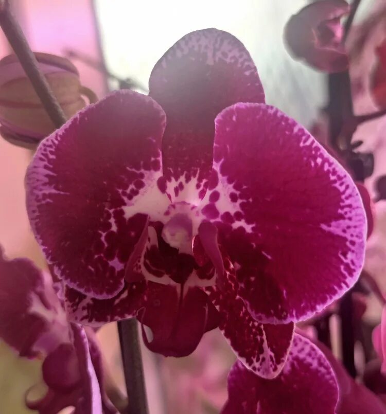Орхидея Phalaenopsis Lioulin Bright Violet (отцвел)