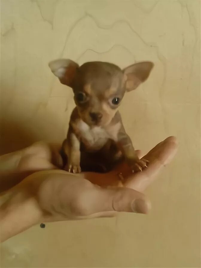 мини той терьер 2 месяца. мини той терьер щенок 3 месяца. 5 месяца черно подпалый. той терьер мини щенок 2 месяца. той терьер щенок 1 месяц коричневый.