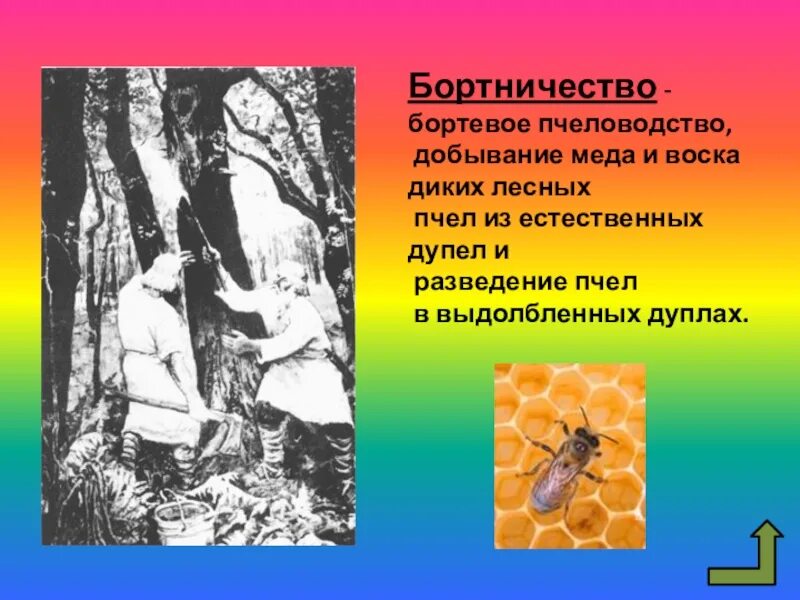 Пчеловодство у восточных славян предшествовало. Что такое бортничество в истории 6 класс. бортничество восточных славян. бортничество презентация. современное бортничество в россии.