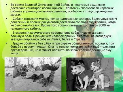 Мини сочинение на тему собаки лучшие друзья