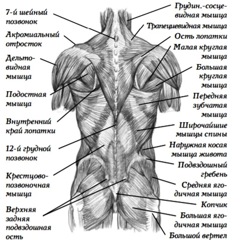 Что находится со спины. Что находится со спины