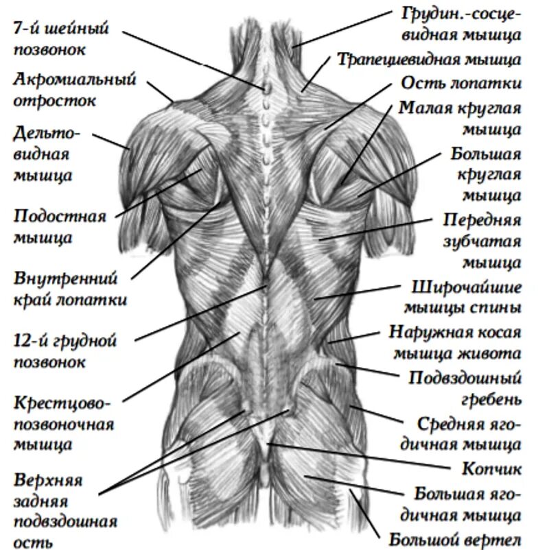 Что находится справа поясницы