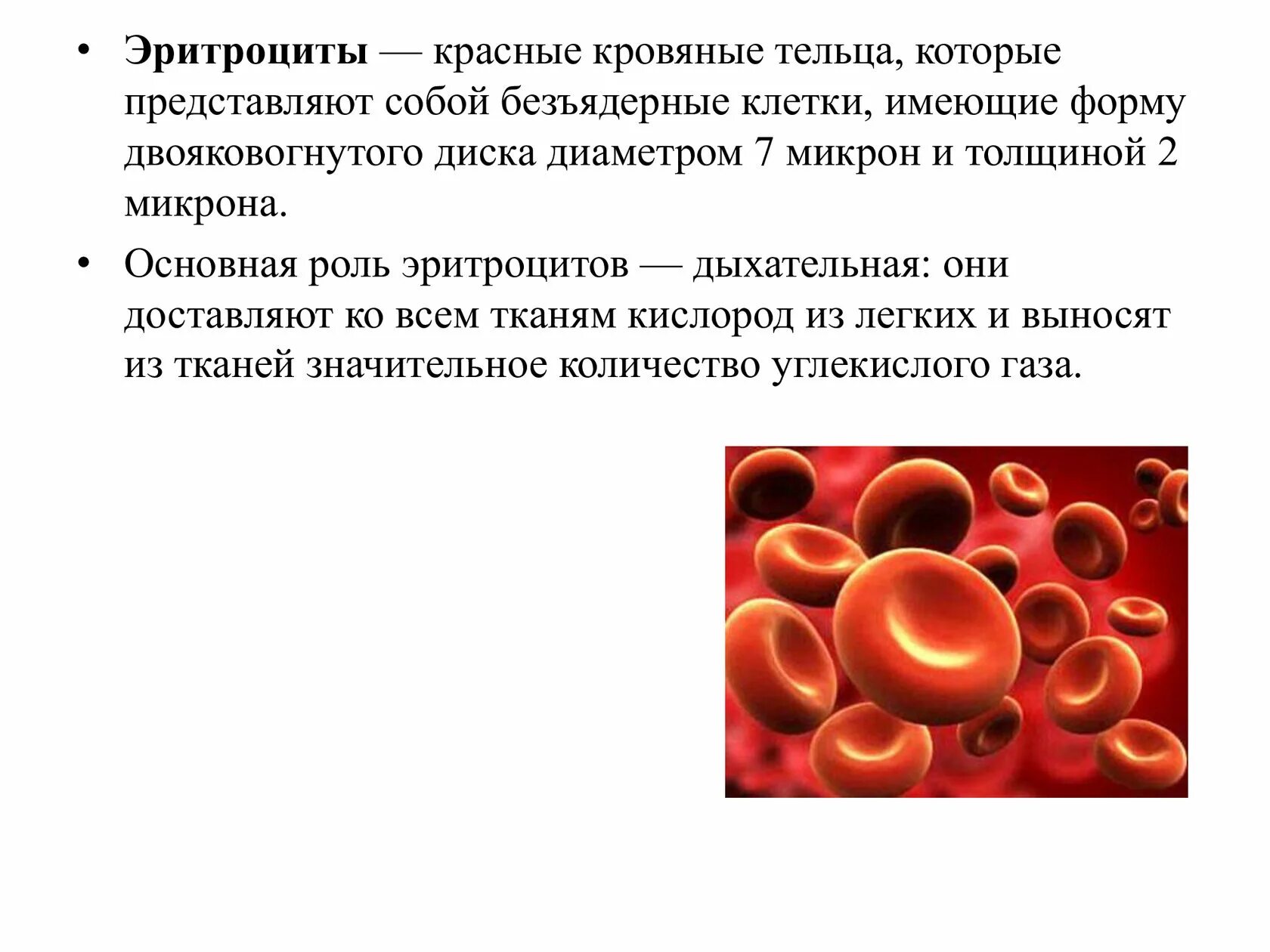 На какой фотографии представлены эритроциты человека