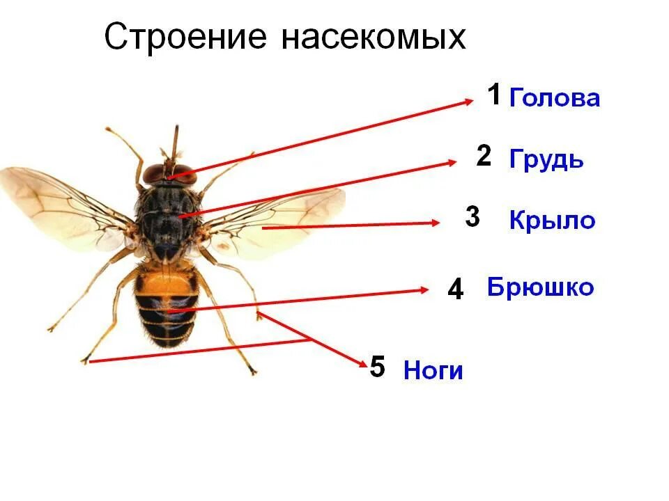 Какие части насекомого изображены. Схема строения насекомого. Класс насекомые строение тела. Внешнее строение насекомого схема. Строение насекомых для дошкольников.