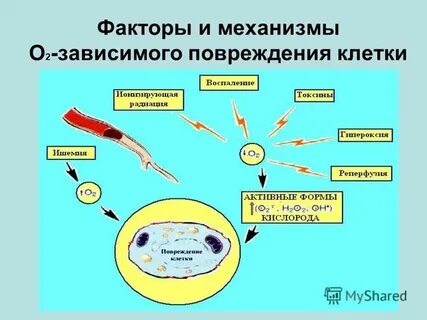 Механизмы повреждения мембран клеток