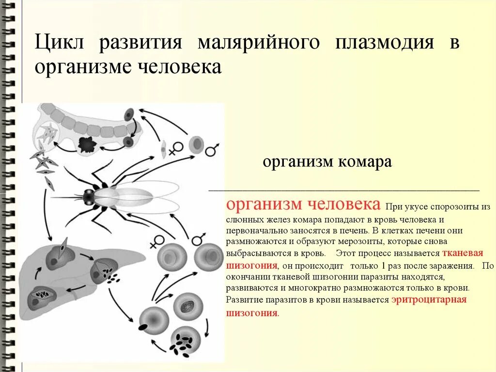 Можно ли считать человека окончательным хозяином малярийного