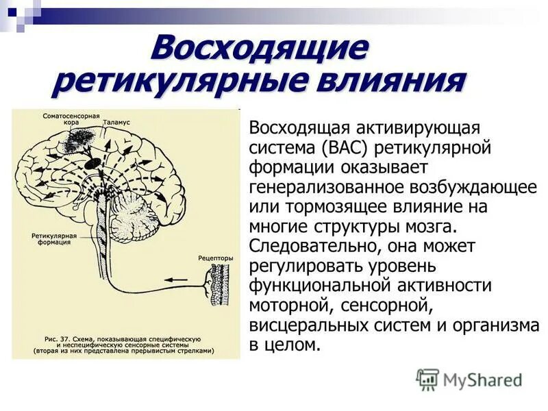 Система ретикулярной формации