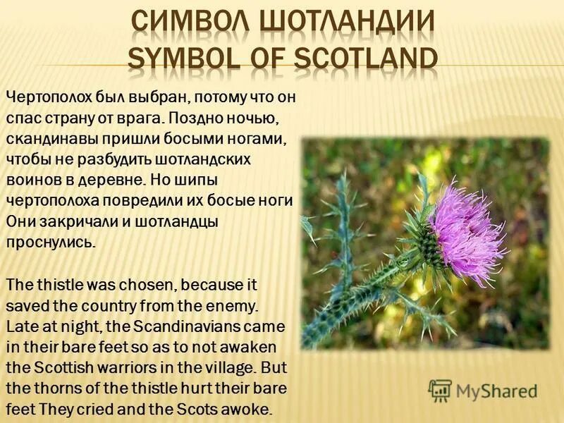 чертополох тату. чертополох тату. чертополох символ шотландии. чертополох значение. чертополох значение.