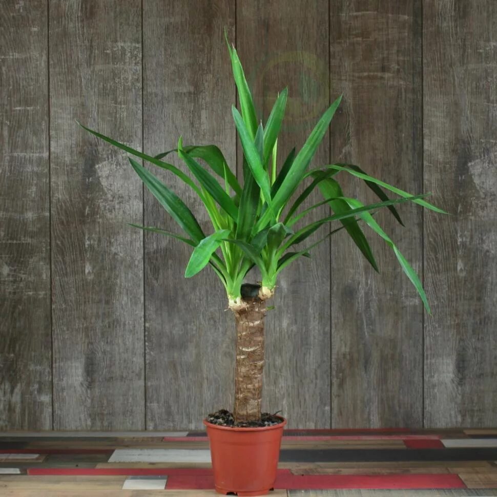 Пальма юкка. Юкка пальма комнатная. Юкка пальма комнатная. Пальма юкка. Юкка пальмовидная.